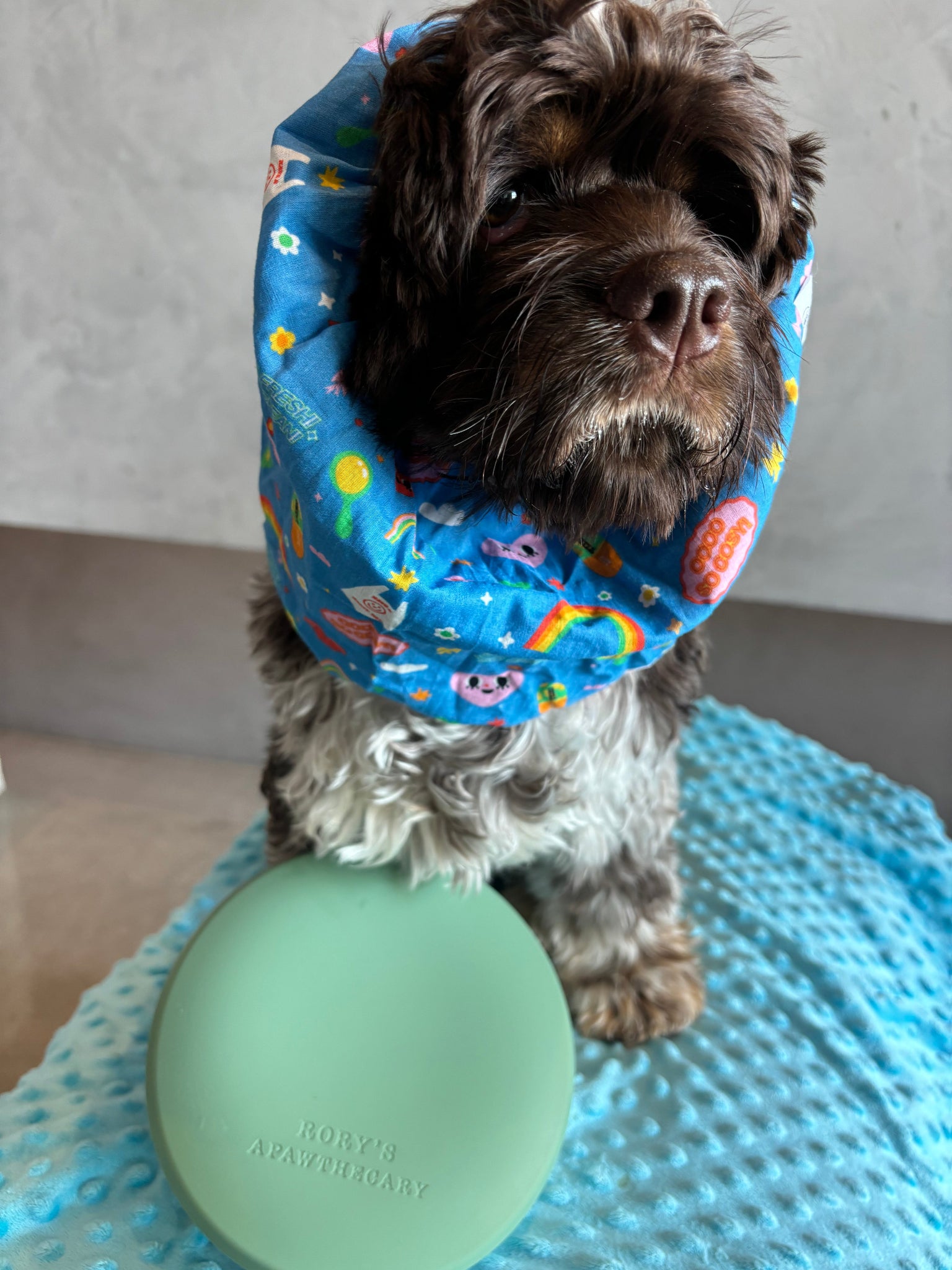 Stylish and functional dog snood from Rory’s Apawthecary, gentle on ears and designed for comfort. Easy-to-wear snood for mess-free mealtimes and cute everyday looks. Perfect for café outings or travel to protect ears and keep face clean during meals. UAE based.
