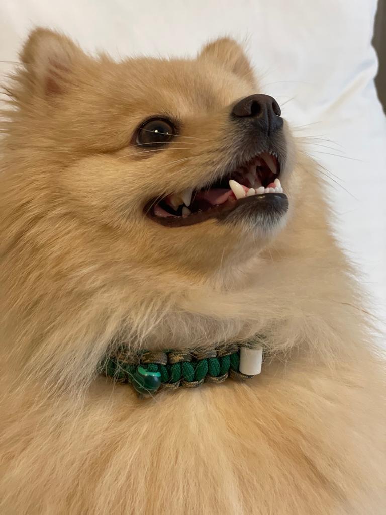 HEALING COLLAR