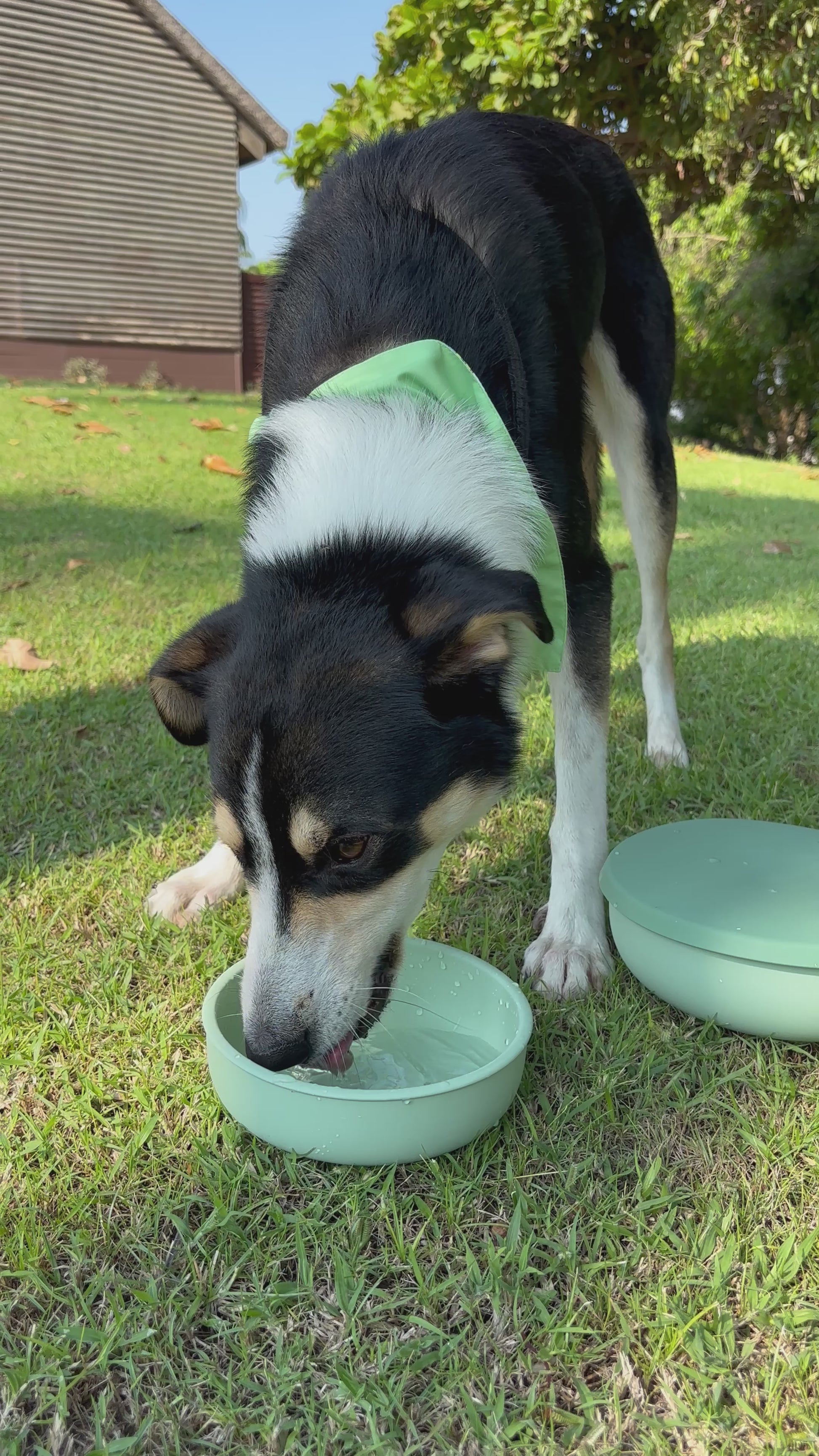 Rorys-Apawthecary-Dog-Bowl-Elevated-Container-Air-Tight-Water-Food-Bowl-02
