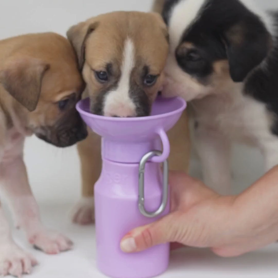 Bonus Springer travel water bottle for dogs, included in first orders