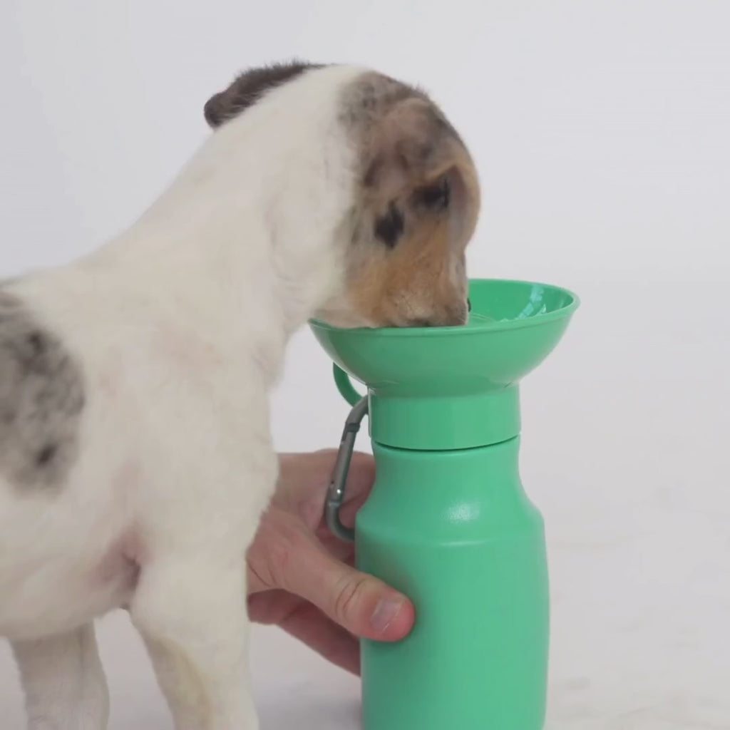 Bonus Springer travel water bottle for dogs, included in first orders
