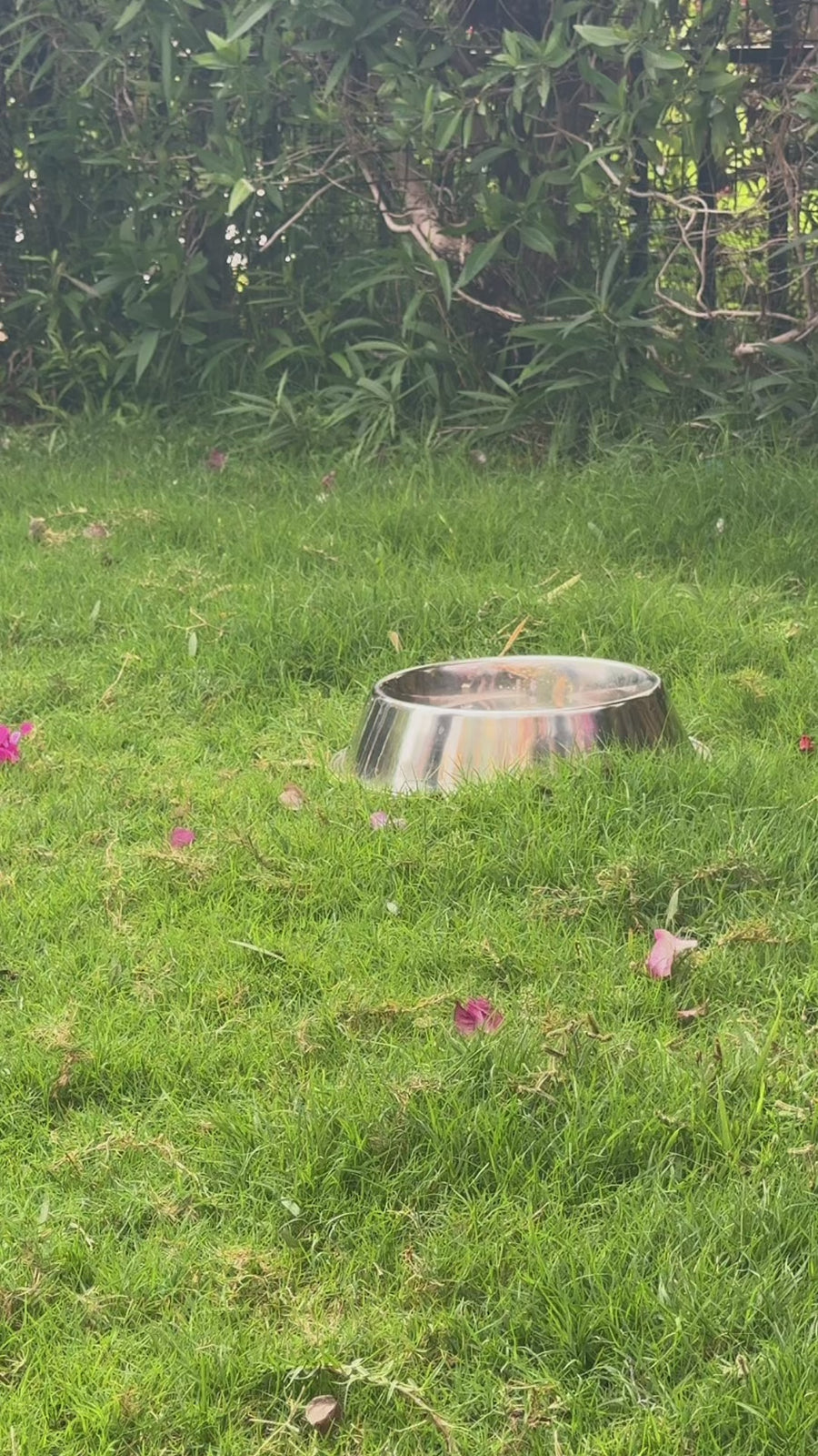 Stackable silicone dog bowls with airtight lids for snacks and water