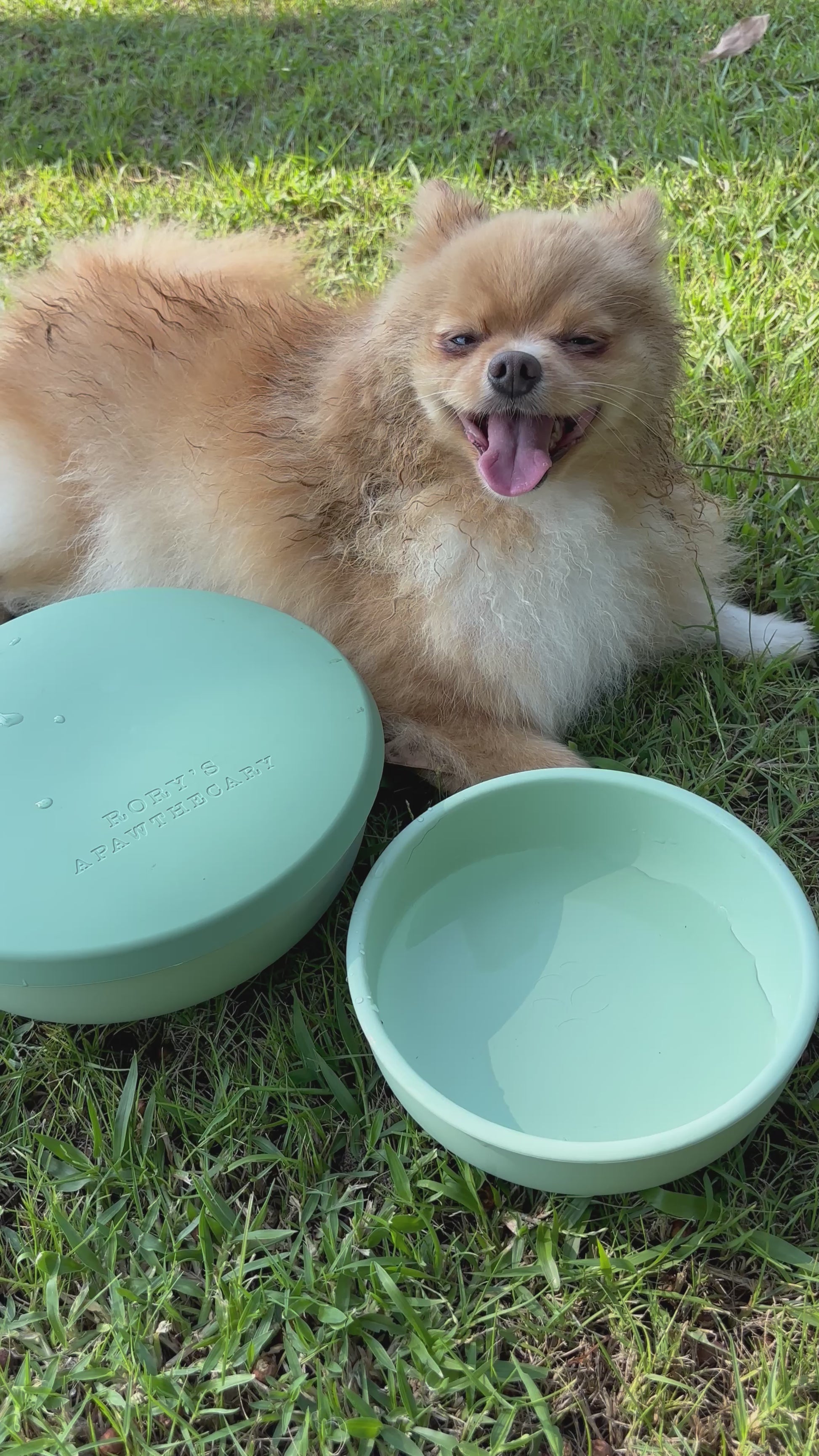 Rorys-Apawthecary-Dog-Bowl-Elevated-Container-Air-Tight-Water-Food-Bowl-08