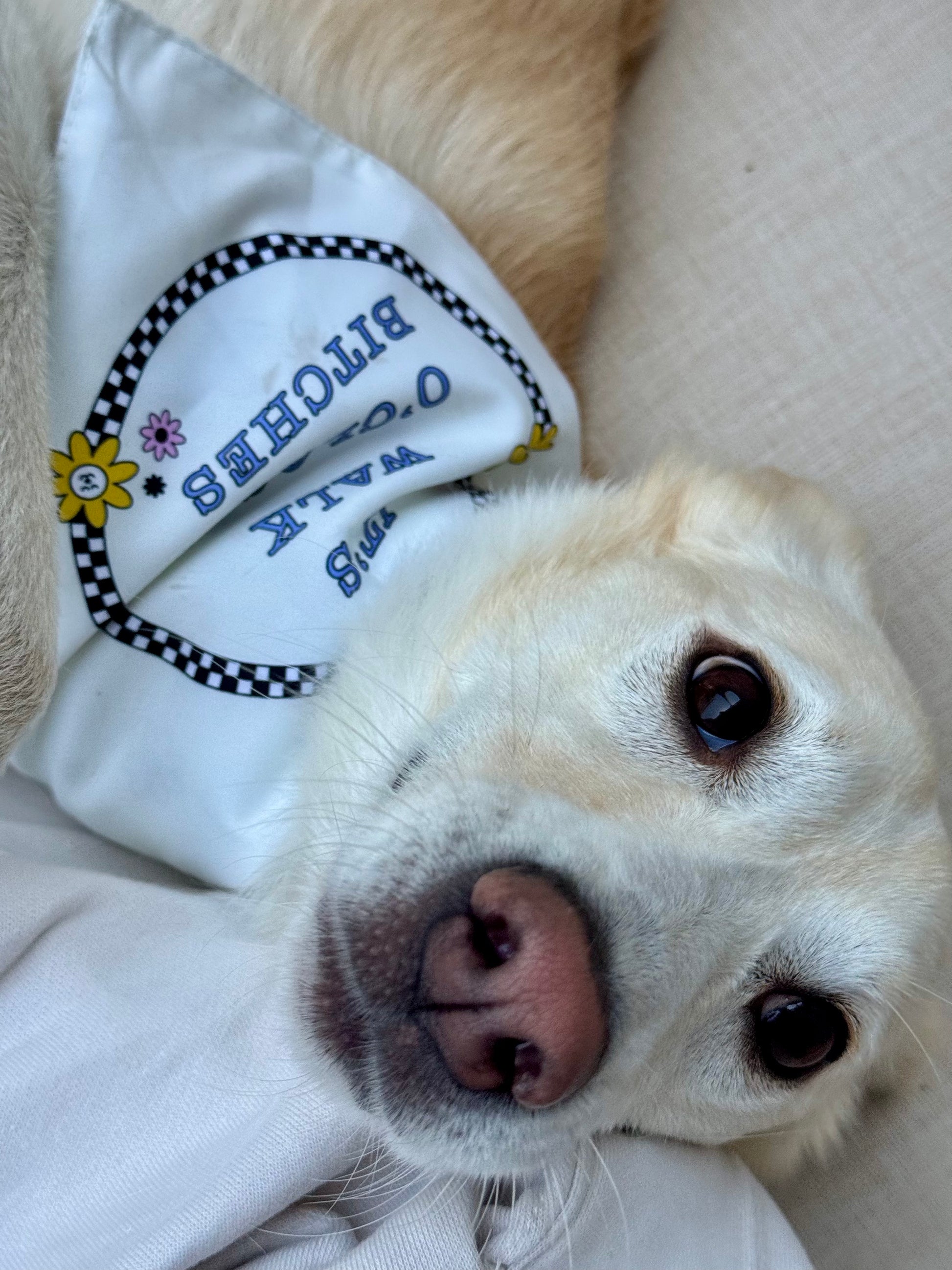 DOG WALKING BANDANA (Reversible)