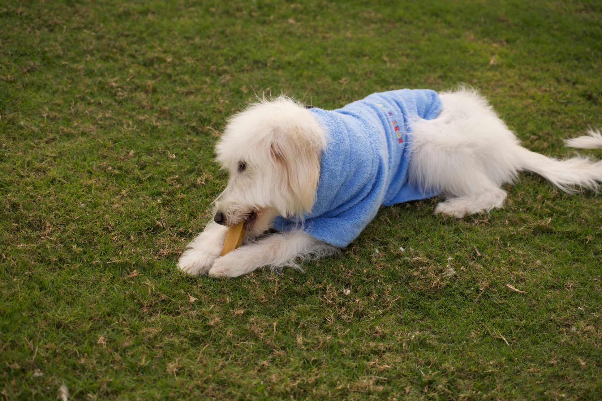Rory’s Apawthecary dog towel — lightweight, quick-dry, and gentle on sensitive skin. ultra-soft dog towel fabric designed for comfort and absorbency. perfect for quick drying. Multipurpose for bath time, beach days, travel, outdoor adventures. and on-the-go grooming. UAE based. 
