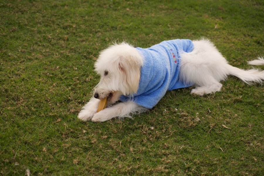 Rory’s Apawthecary dog towel — lightweight, quick-dry, and gentle on sensitive skin. ultra-soft dog towel fabric designed for comfort and absorbency. perfect for quick drying. Multipurpose for bath time, beach days, travel, outdoor adventures. and on-the-go grooming. UAE based. 